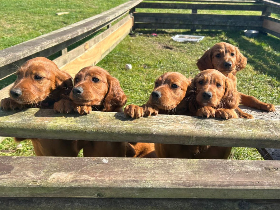 Irish Red Setter, IKC Reg... All ready for their forever homes! 3